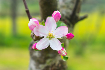 white and pink flowers on a branch with lots of light in the field