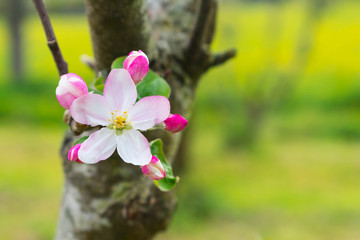 white and pink flowers on a branch with lots of light in the field