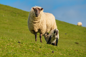 Obraz premium A lamb and a sheep in the grass