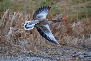 Graugans (Anser anser) im Flug