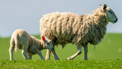 A lamb and a sheep in the grass © Bernd Brueggemann