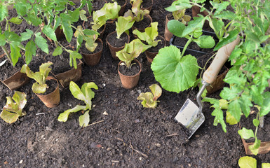 seedling vegetables in peat pots on the soil with a trowel to be planted in garden