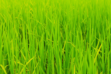 green rice field grow in paddy farm in rainy season