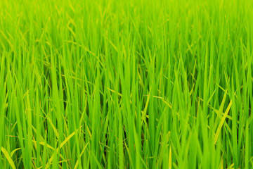 Fototapeta na wymiar green rice field grow in paddy farm in rainy season
