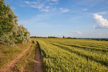 Fototapeta premium Green Field with Trees