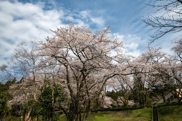咲き誇るソメイヨシノ