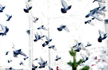  a flock of pigeons in flight, in the square, soft selective focus