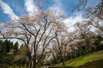 さくらの季節