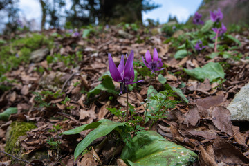 早春の雑木林の女王　カタクリ