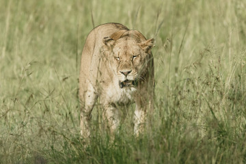 lion in Serengeti