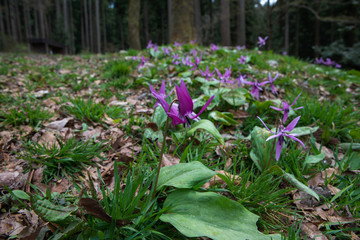 早春の雑木林の女王　カタクリ