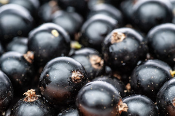 Black currant