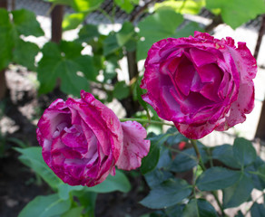 beautiful flowers growing in a flowerbed, a gift for March 8