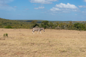Naklejka na ściany i meble Wild zebra grazing savannah on sunny day