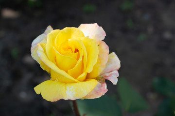 beautiful flowers growing in a flowerbed, a gift for March 8