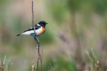 Male Europian stonechat or Saxicola rubicola on twig