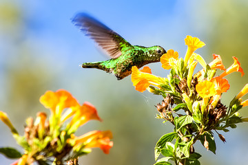 A Western emerald hummingbird feeds from a streptosolen flower in the sunset of the Andean mountains of central Colombia. © Mauricio Acosta
