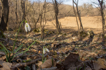 Glade full of snowdrops growing through last year's leaves in the forest. Close up