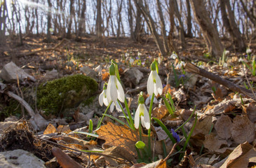 Glade full of snowdrops growing through last year's leaves in the forest. Close up
