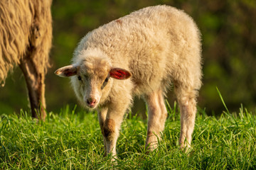 Naklejka na ściany i meble A lamb on a meadow