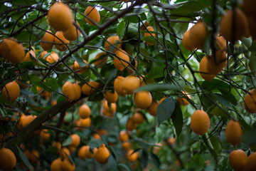 decor lemon orange tree