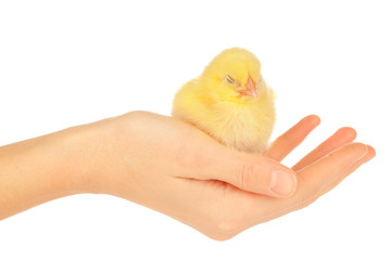 Female hands holding little chick on white background