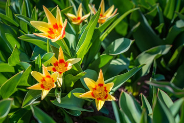 Small red and yellow tulips blooming in flowerbed