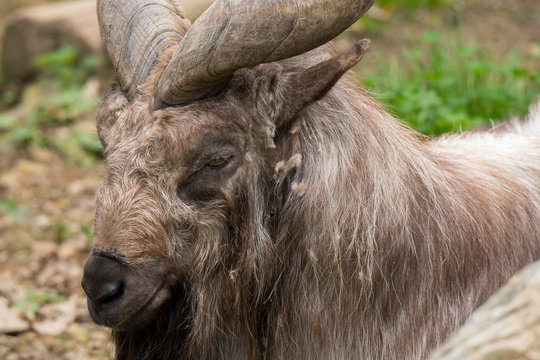 markor rest in a zoo in Italy