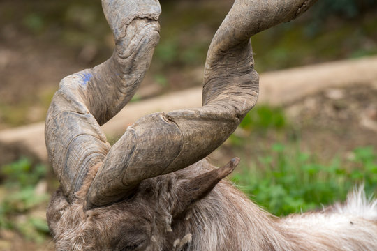 markor rest in a zoo in Italy