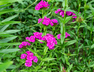 Fototapeta premium beautiful flowers growing in a flowerbed, a gift for March 8