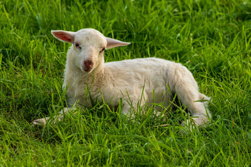 Naklejka na ściany i meble Curious lamb on a meadow looking into the camera