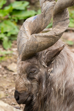 markor rest in a zoo in Italy