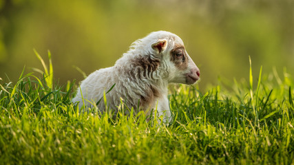 Fototapeta premium A lamb on a meadow