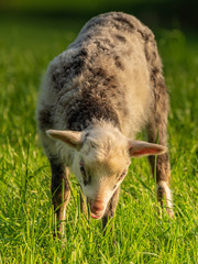 A lamb on a meadow