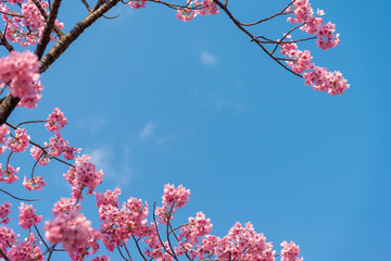 Sakura (Cherry Blossom)  blooming with blue sky and copy space n spring around Ueno Park in Tokyo , Japan.