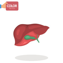 Human liver color vector icon. Flat design