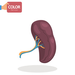 Human spleen color vector icon. Flat design
