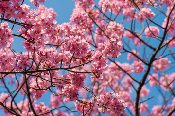 Sakura (Cherry Blossom)  blooming with blue sky in spring around Ueno Park in Tokyo , Japan.