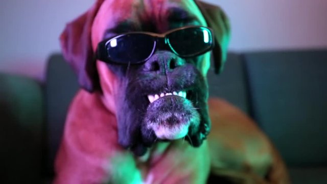 Cute young boxer dog with sunglasses showing his teeth.