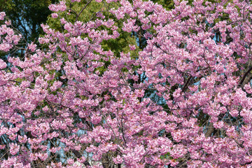 Obraz premium Sakura (Cherry Blossom) blooming in spring around Ueno Park in Tokyo , Japan.