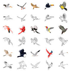 Flying birds color, line icons set vector concept