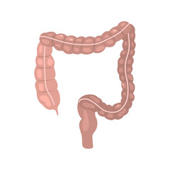 Human intestine color vector icon. Flat design