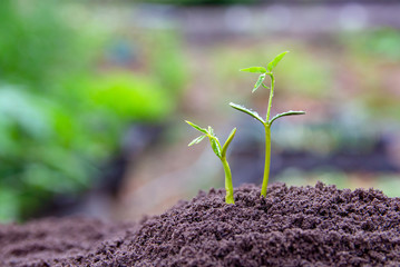 Sapling growing from the ground