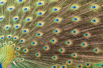 peacock making the wheel in the mating season