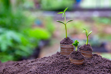 Growing Money Plant On Coins business Finance And Investment Concep