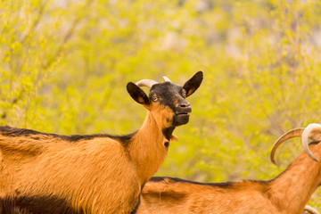 goats brown black on  the mountain tzoumerka ioannina greece