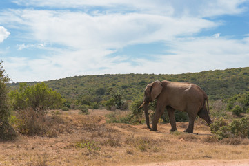 Naklejka premium Wild elephant bull in African savannah landscape