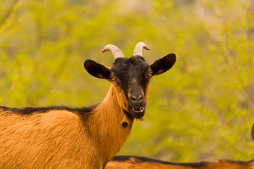 goats brown black on  the mountain tzoumerka ioannina greece
