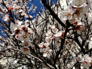 cherry tree blossom