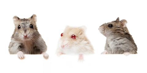 Small domestic young hamsters isolated on white.